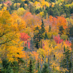 Foliage